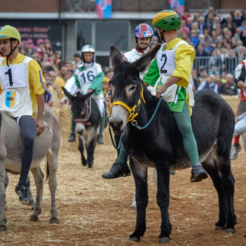 The Donkey Palio of Alba Alba